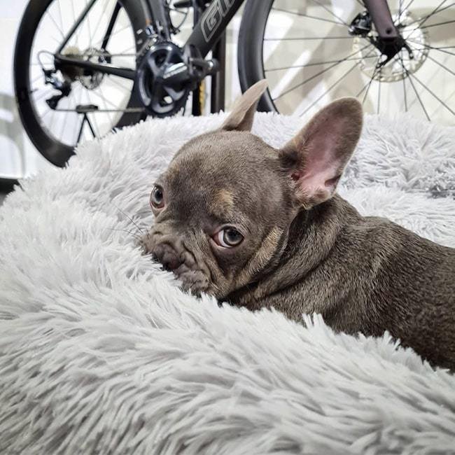 Calming Dog Bed - The Original Super Comfy & Anti Anxiety Pet Bed