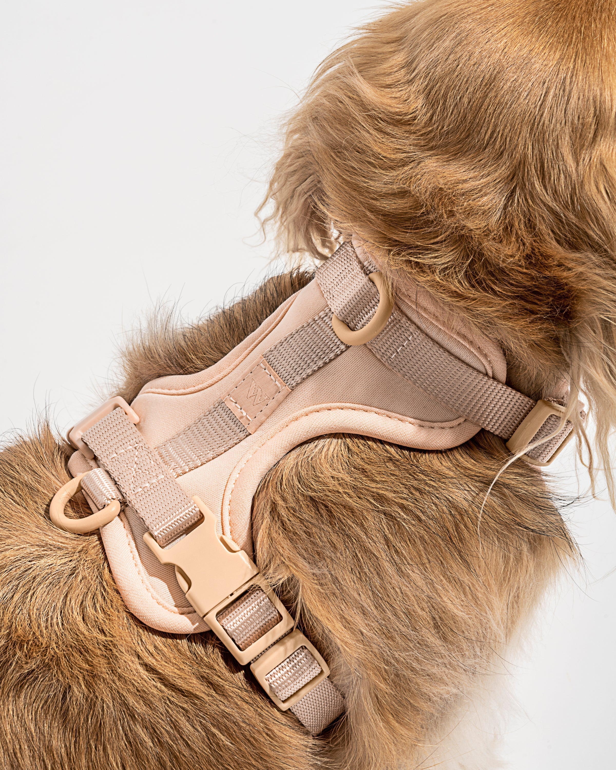 Dog Harness| Harness and Leash Walk Kit