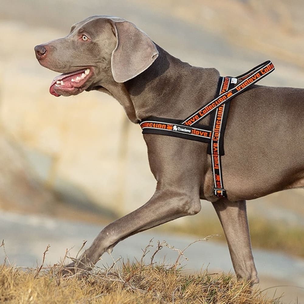 Neoprene Padded No-pull Dog Harness