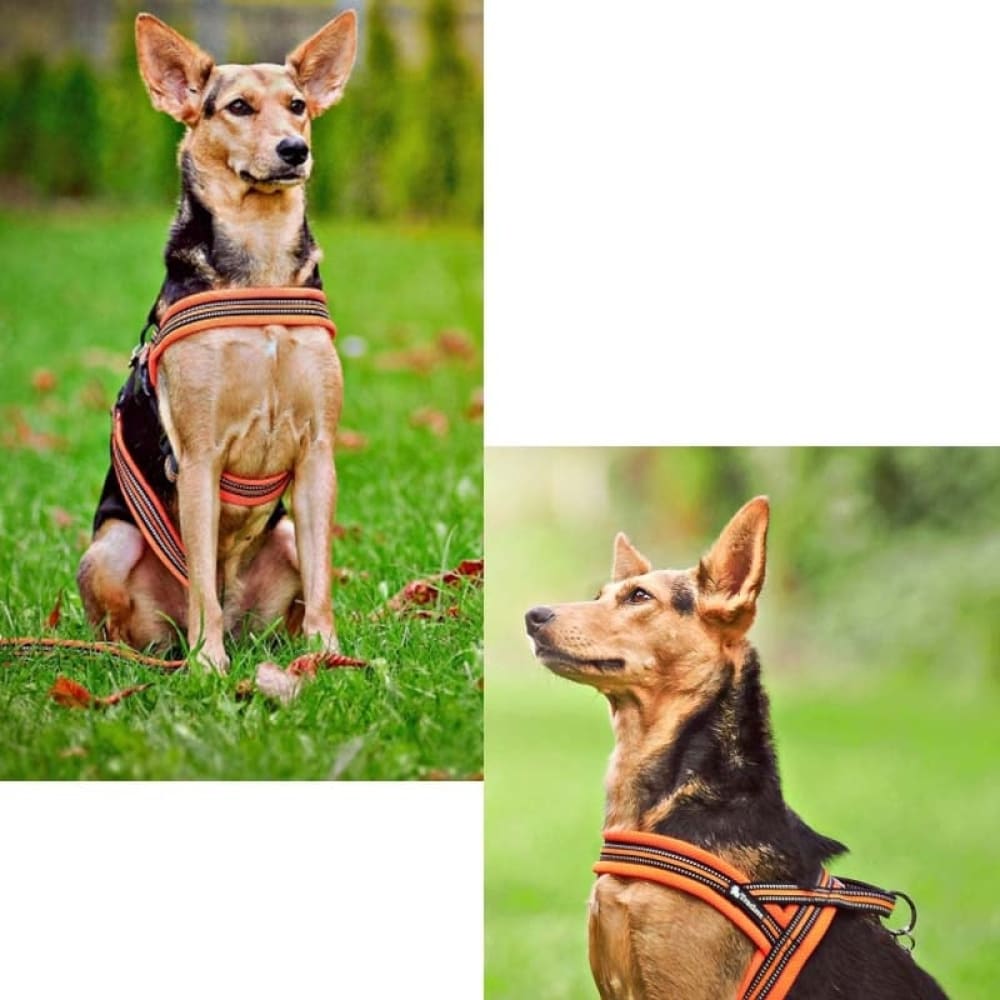 Soft Mesh Padded Nylon Dog Harness