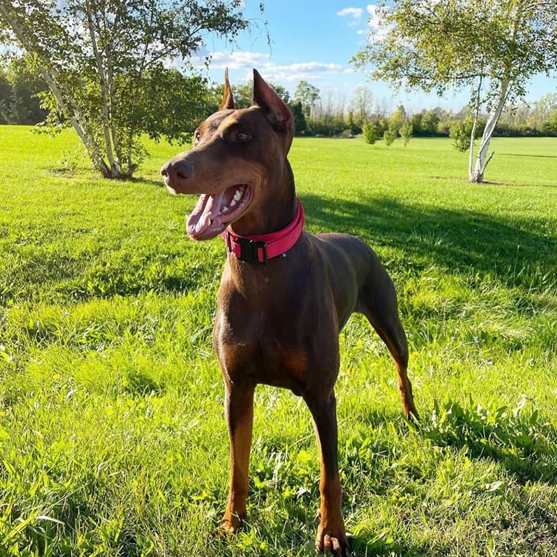 Adjustable Nylon Wear-Resistant Tactical Pet Collar