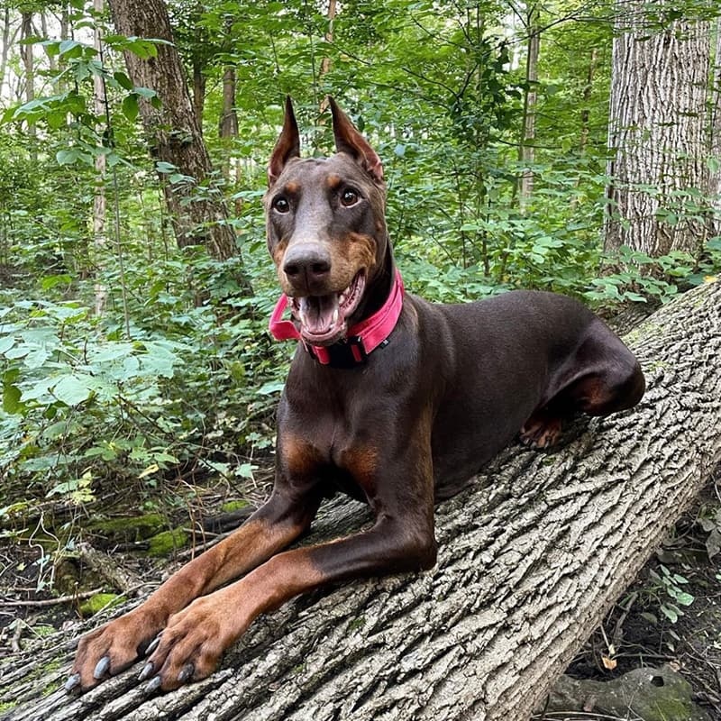 Adjustable Nylon Wear-Resistant Tactical Pet Collar