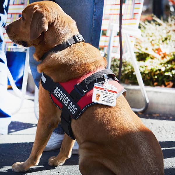 Service Dog Harness ADA No Pull Reflective Vest