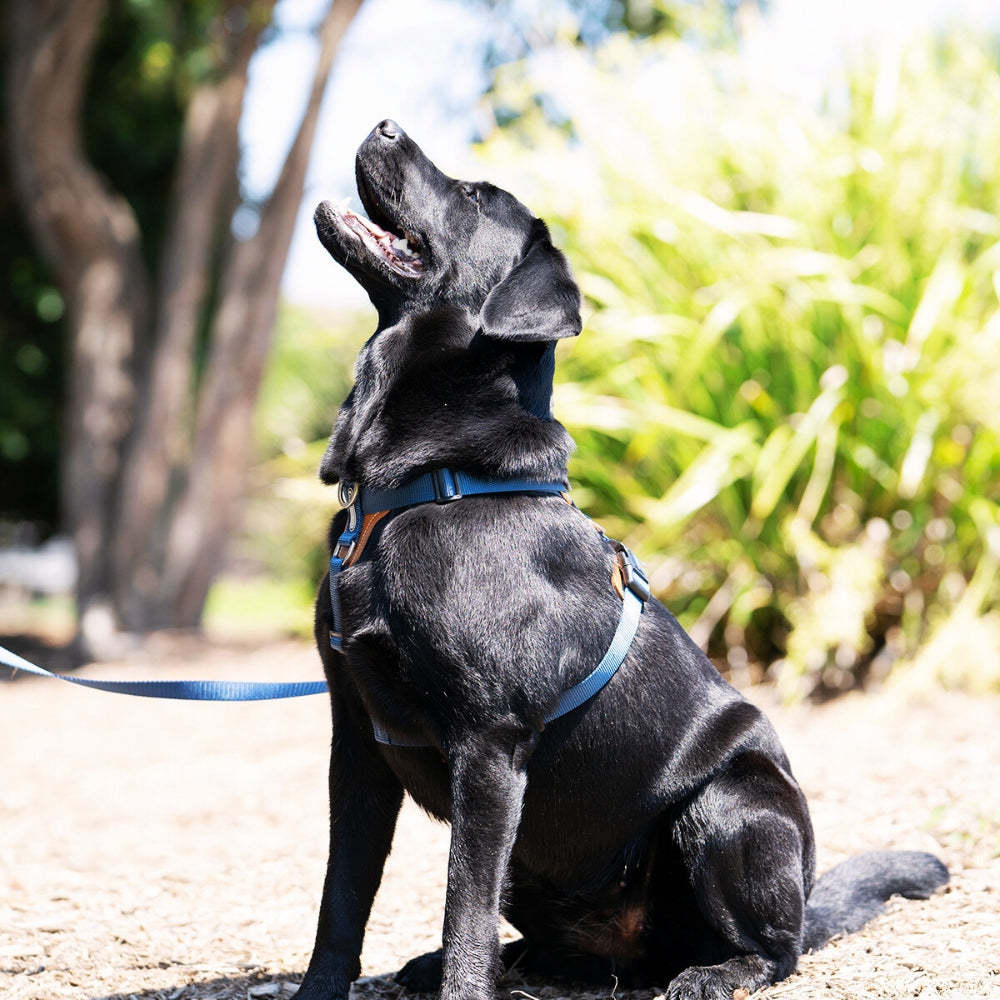 HiDream | Easy Walk Dog Harness