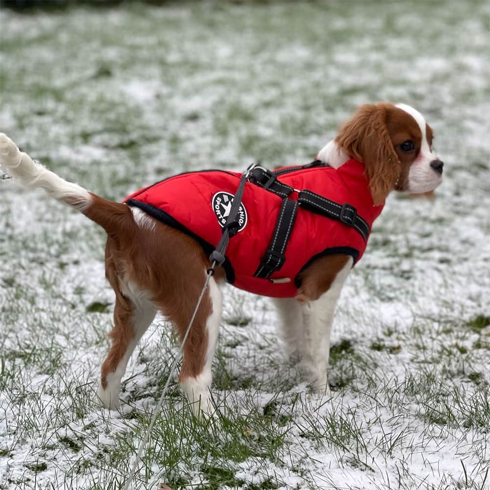Dog Winter Jacket Coat With Harness