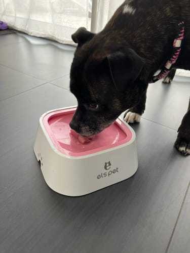 Non-Spill Dog Water Bowl Slow Feeder Dog Bowl