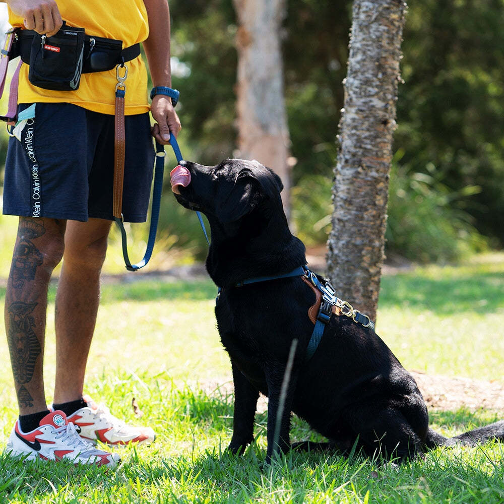 HiDream | Easy Walk Dog Harness