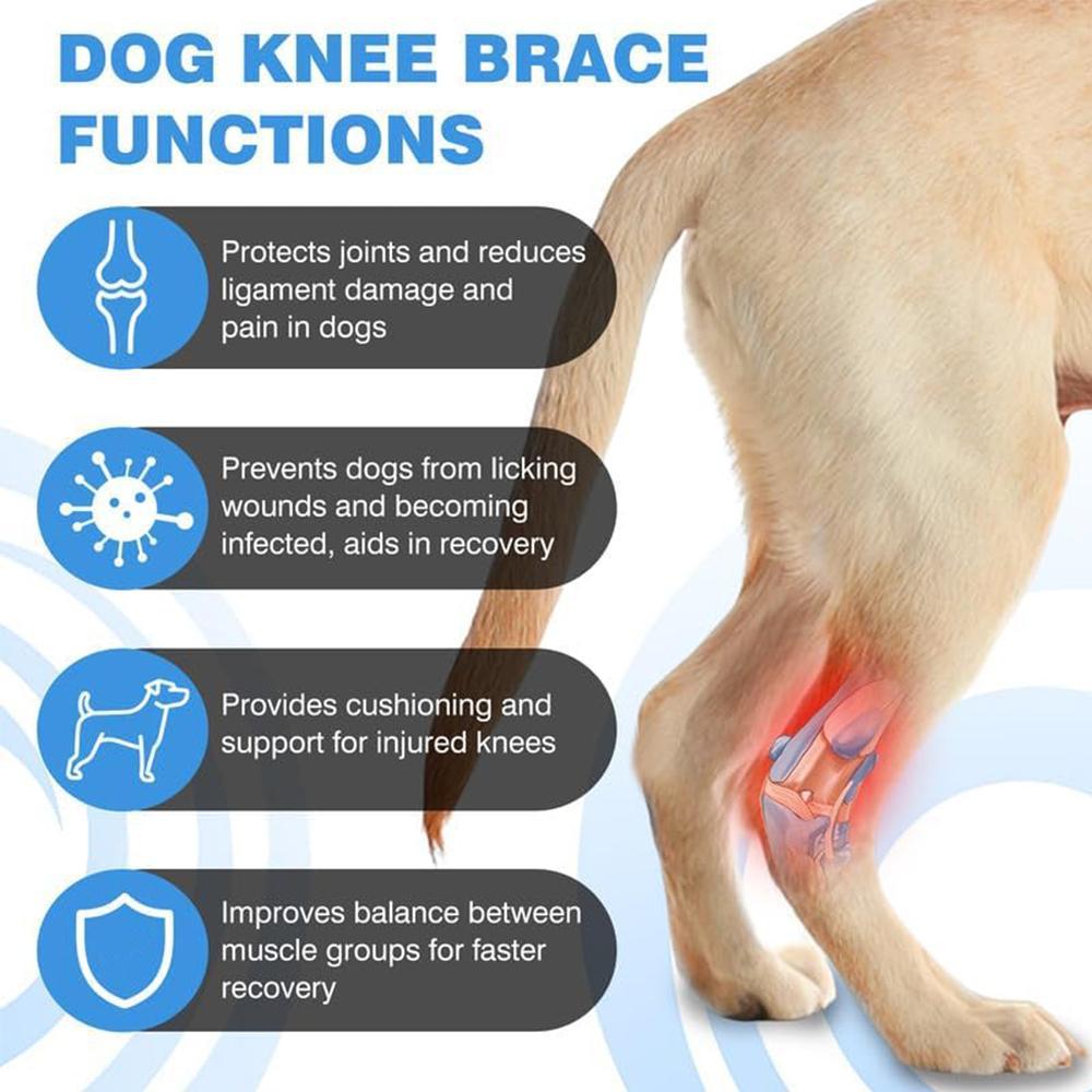 Dog Knee Brace Suitable for Recovery of Loss of Stability Caused by Arthritis
