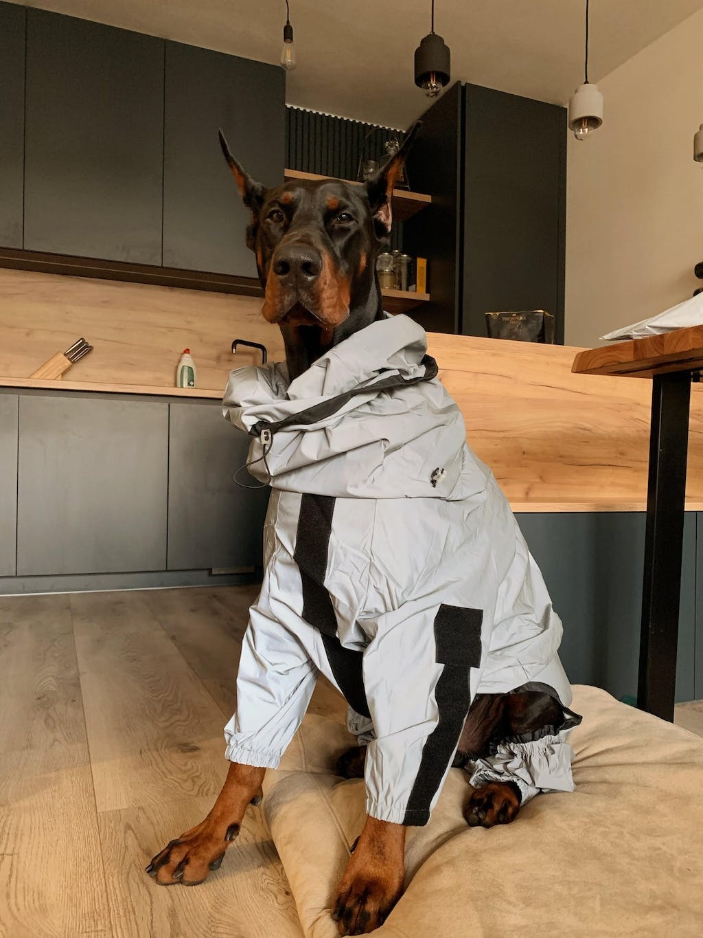 Reflective All-weather Waterproof Space Coat Dog Rain Coat