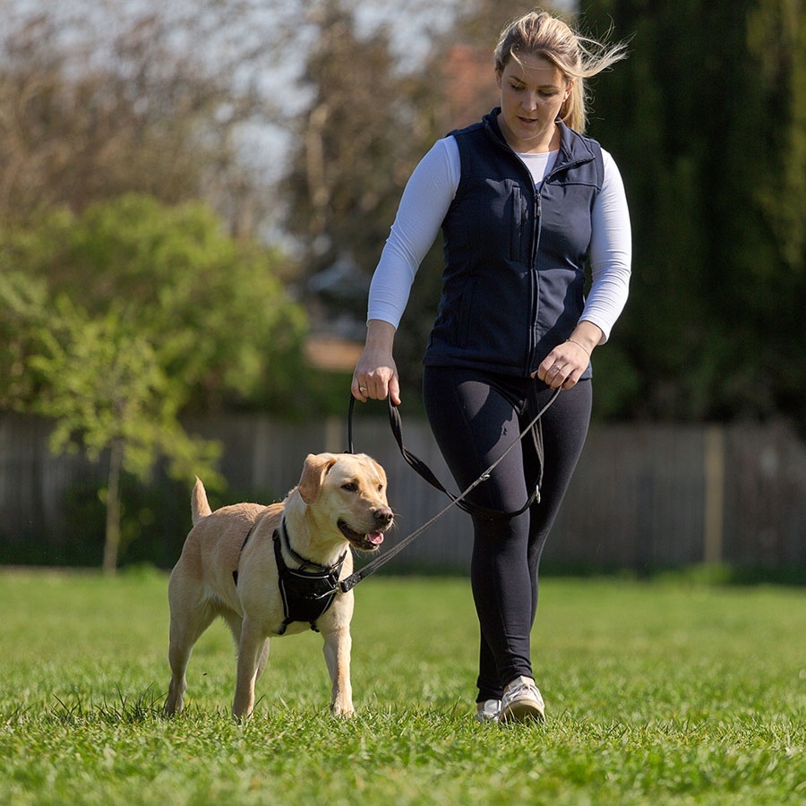 No Pull Dog Harness Double buckle lead rope