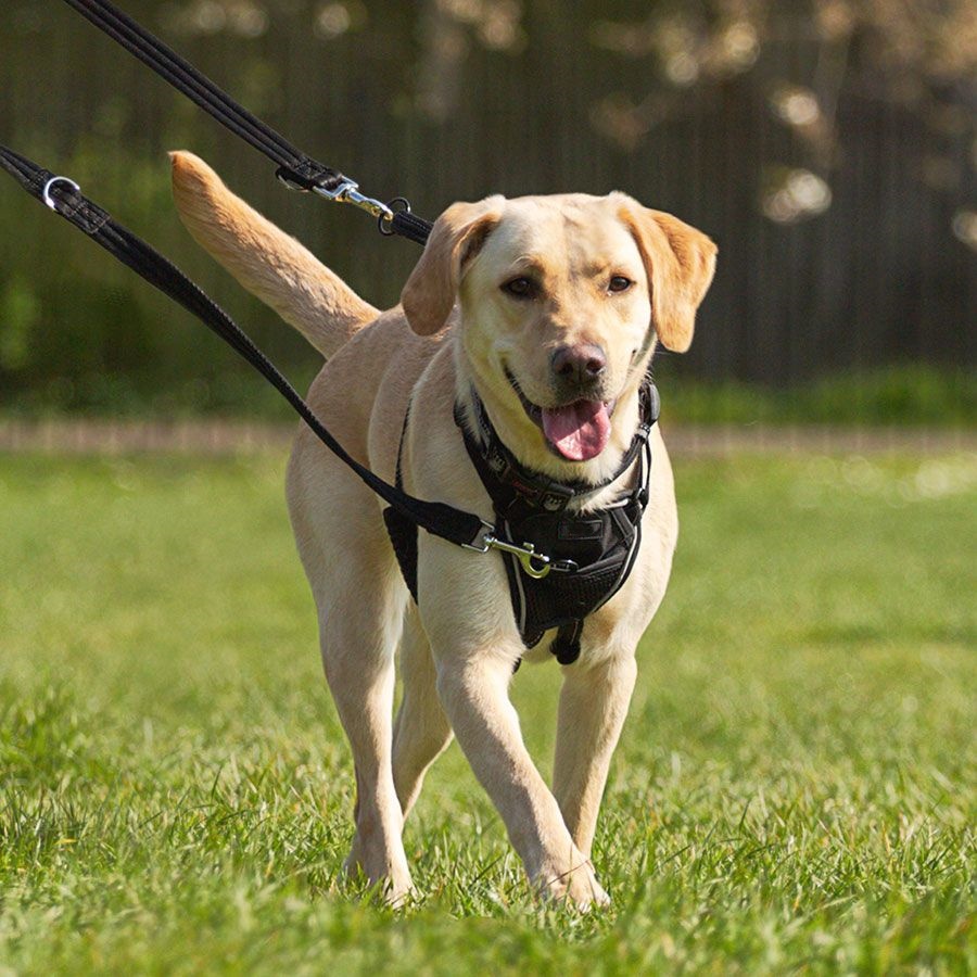No Pull Dog Harness Double buckle lead rope
