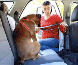 תוצאת תמונה עבור gif seatbelt for dog car