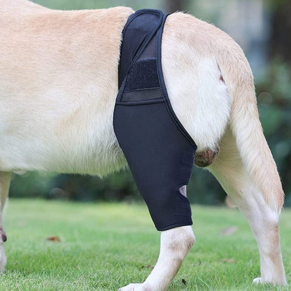 Dog Knee Brace for Luxating Patella