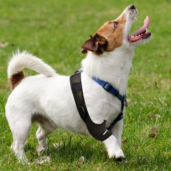 Dog Knee Brace for Luxating Patella