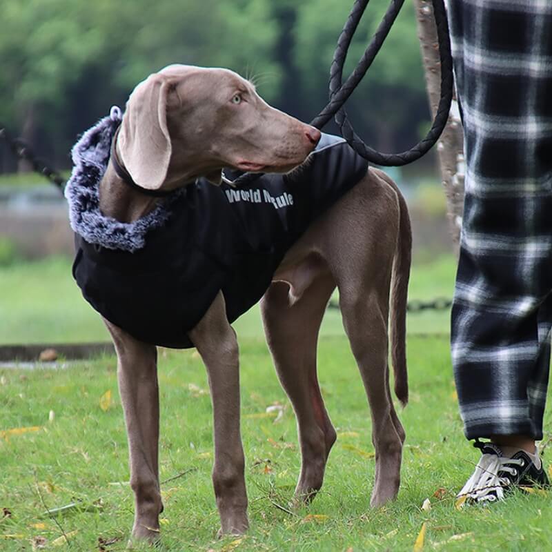 High Collar Warm Dog Jacket Thickened Dog Cotton Coat