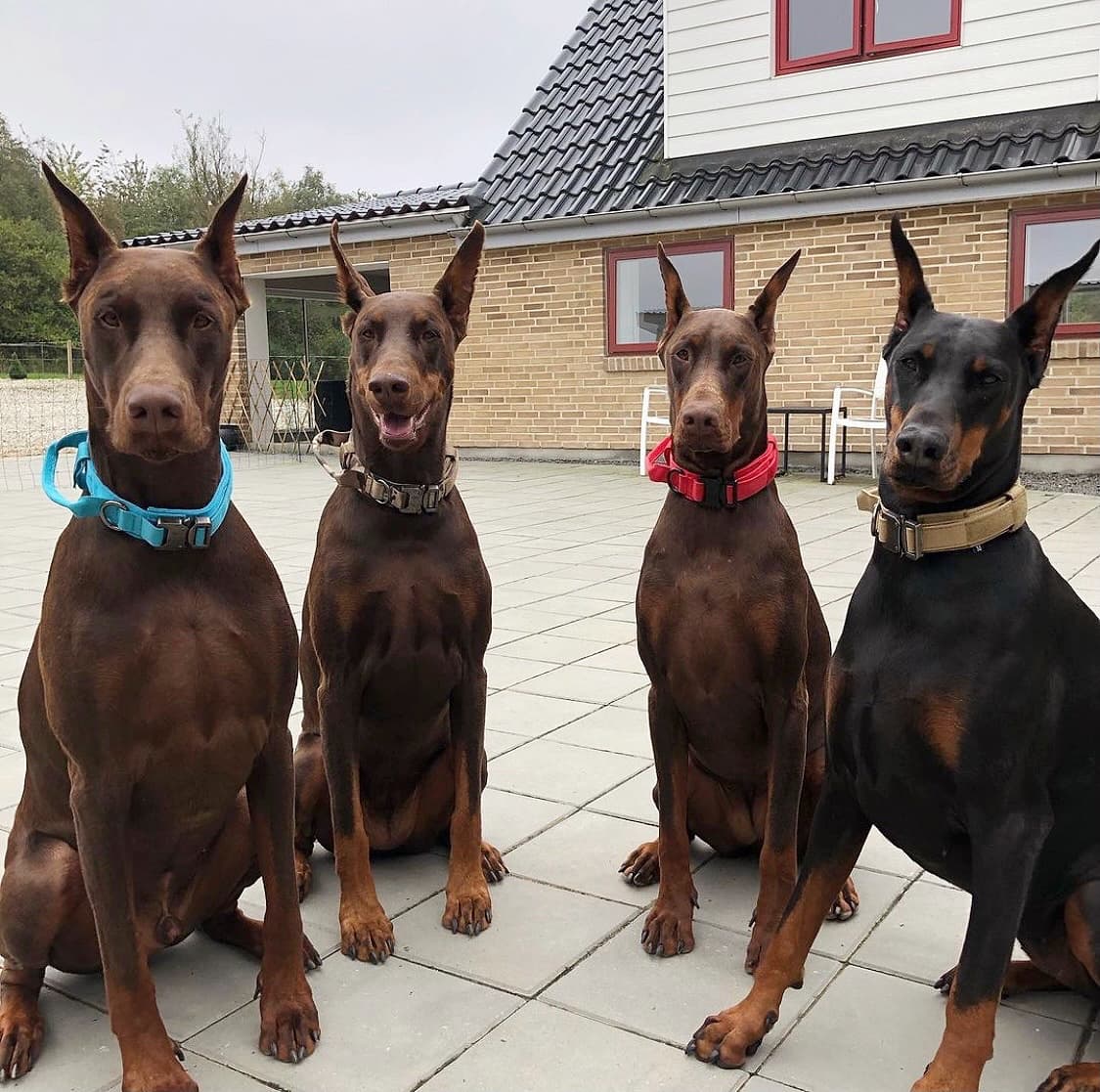 Adjustable Nylon Wear-Resistant Tactical Pet Collar