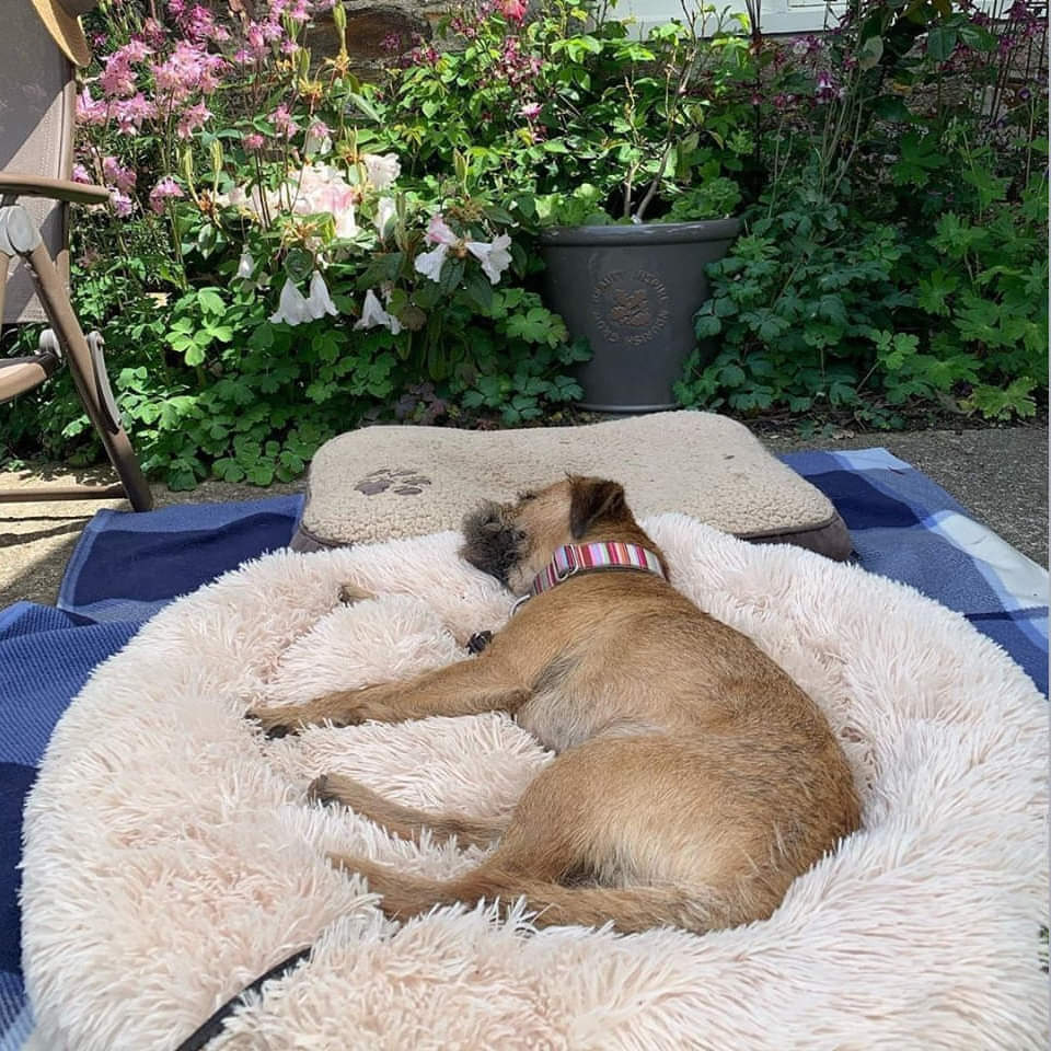 Dog Bed The Original Calming Dog Bed Super Comfy & Anti Anxiety Pet Bed Orthopedic Stress Relief Dog Bed Dog Pillow-gladdween