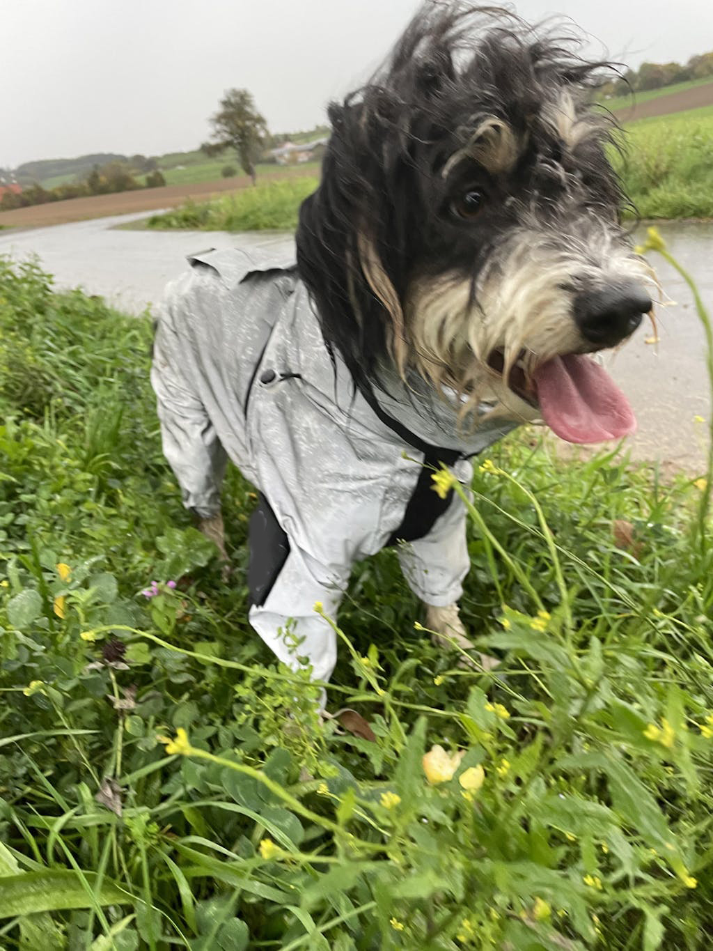 Reflective All-weather Waterproof Space Coat Dog Rain Coat
