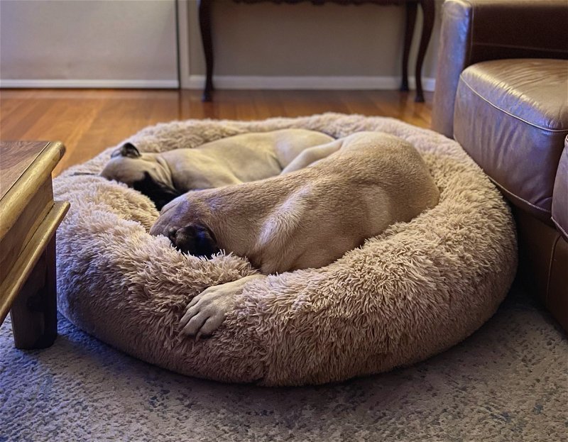 Dog Bed The Original Calming Dog Bed Super Comfy & Anti Anxiety Pet Bed Orthopedic Stress Relief Dog Bed Dog Pillow-gladdween