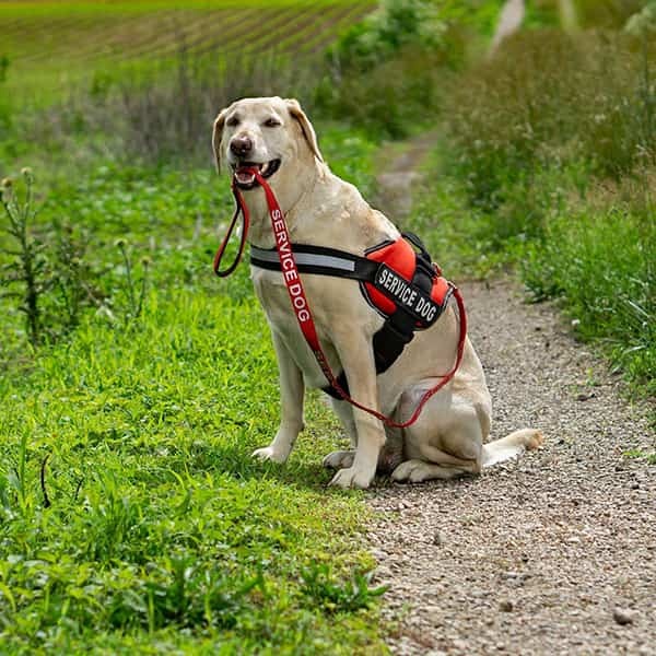 Service Dog Harness ADA No Pull Reflective Vest