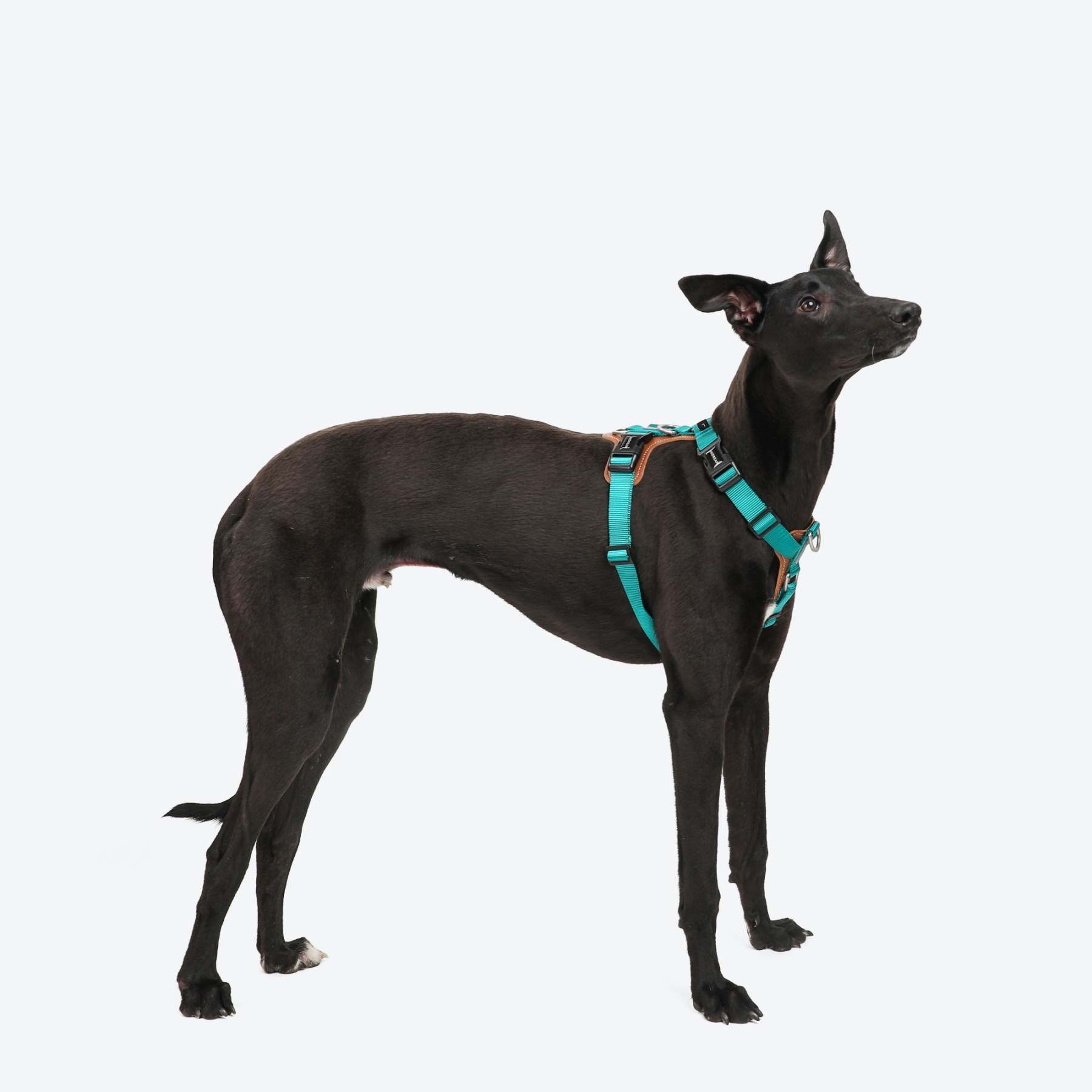HiDream | Easy Walk Dog Harness