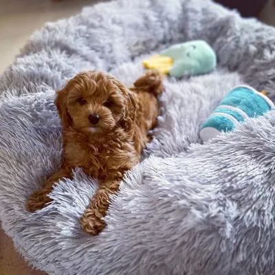 Dog Bed The Original Calming Dog Bed Super Comfy & Anti Anxiety Pet Bed Orthopedic Stress Relief Dog Bed Dog Pillow-gladdween