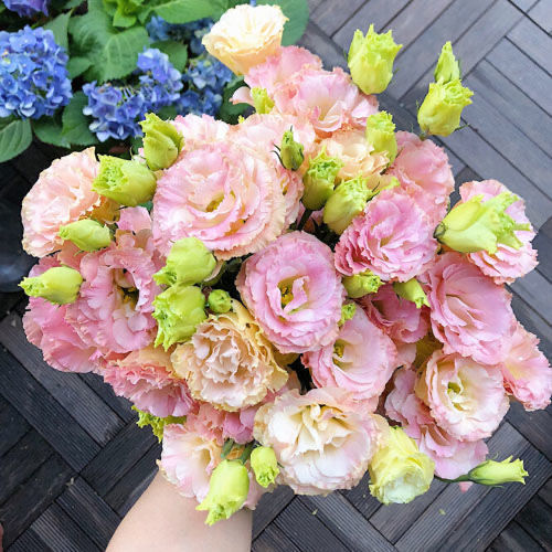 [Květy i v mrazivé zimě] Semena lisianthus nejvyšší kvality [Nejnižší ceny online] Omezený čas na nákupy, 80% sleva!!! Čeká na vás překvapení!