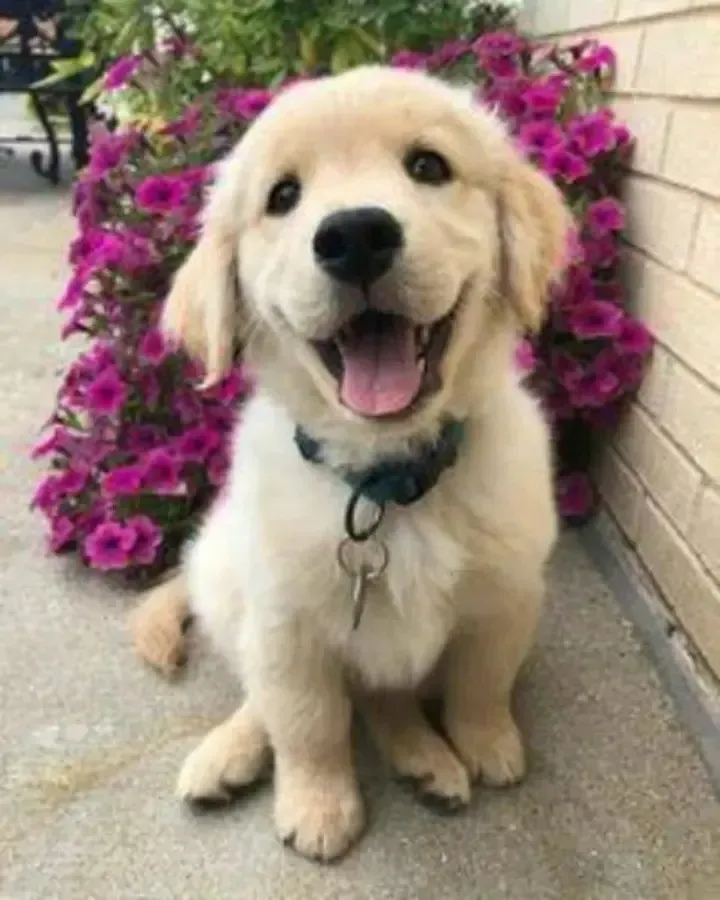 🎁 Animalul de companie Bionic🐶 Cățelul meu robot realist