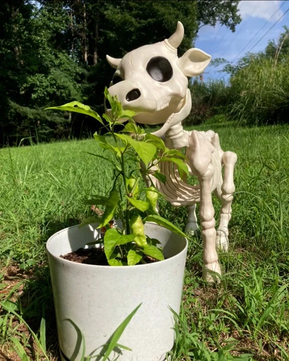 Halloween Skeleton Cow & Horse Decorative Prop