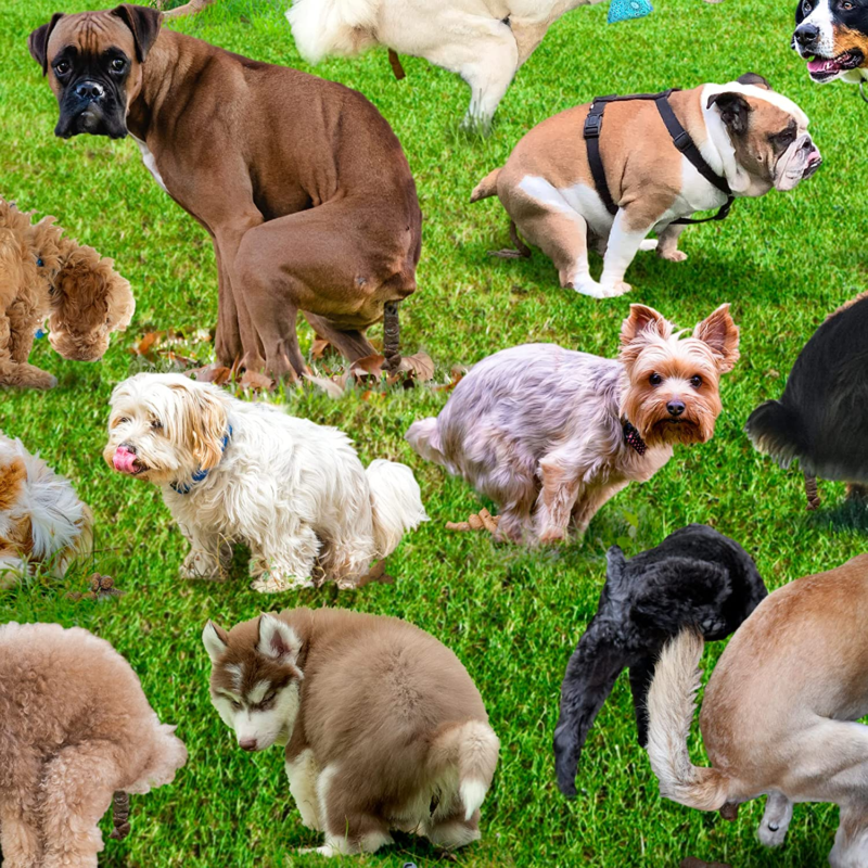 🐶101 Pooping Puppies Pooping Puzzle - Including 1000 Piece Puzzles