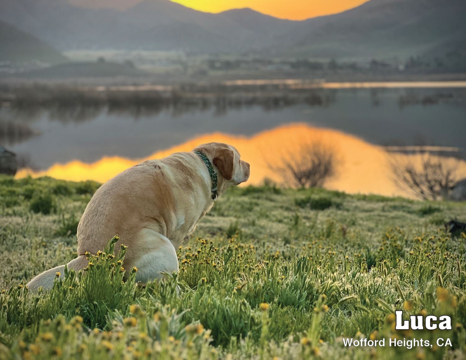 2024 Pooping Pooches Dog Calendar