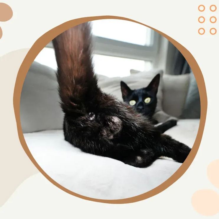 🤣Funny Cat Calendar 2024