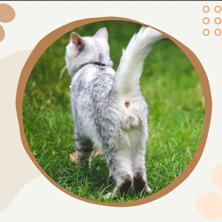 🤣Funny Cat Calendar 2024