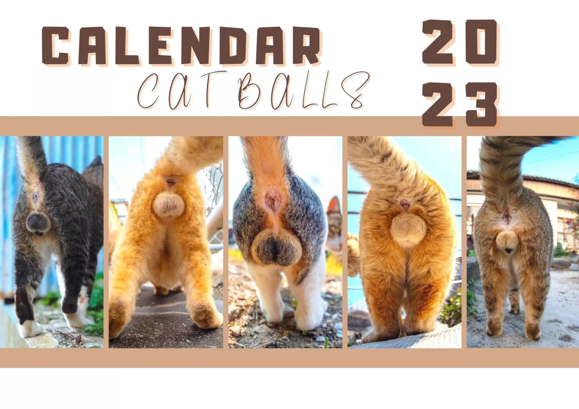 🤣2023 Funny Gift Cats Buttholes Calendar🐱