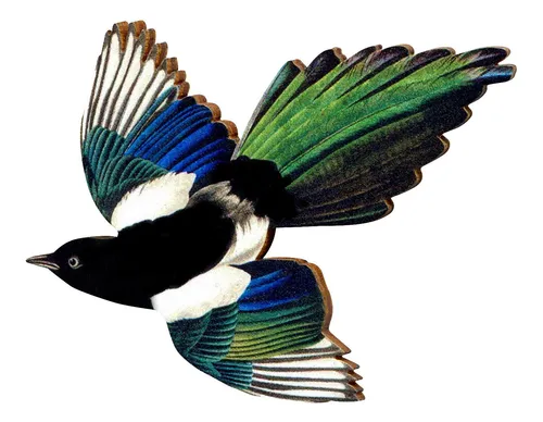 Whimsical wooden brooch pin "BIRD OF PASSAGE" gothic funny gift