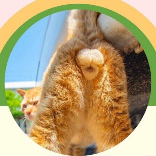 🔥Hot Sale 50% OFF🤣2023 Funny Gift Cats Buttholes Calendar