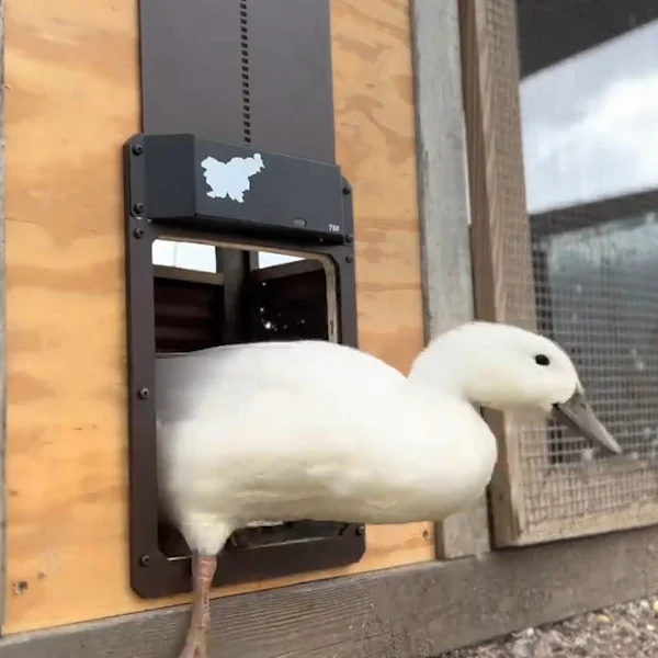 (🎁Best Gift🎁- 50% OFF)-Automatic Chicken Coop Door