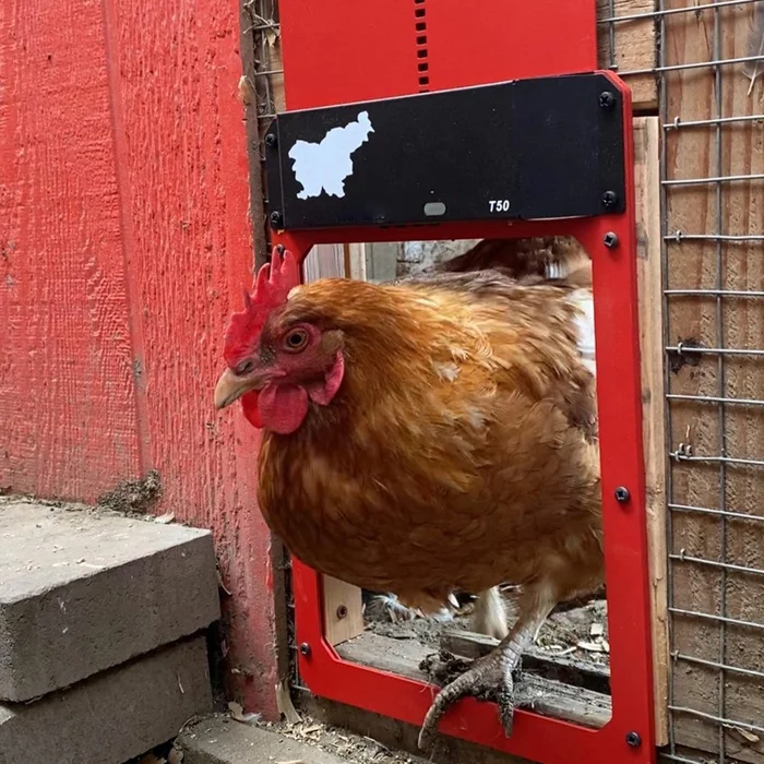 (🎁Best Gift🎁- 50% OFF)-Automatic Chicken Coop Door