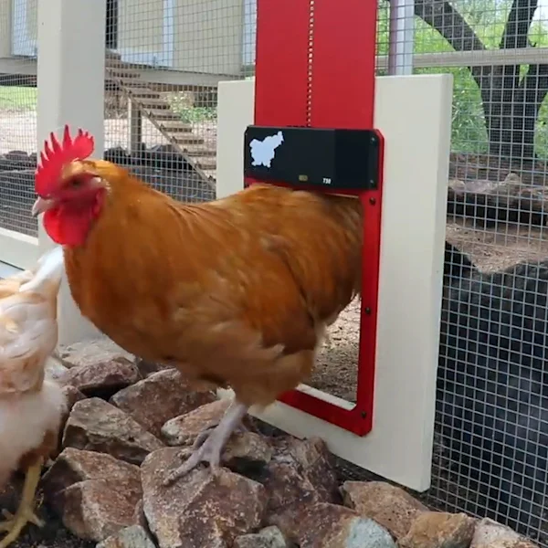 (🎁Best Gift🎁- 50% OFF)-Automatic Chicken Coop Door