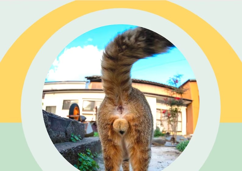 🤣2023 Funny Gift Cats Buttholes Calendar🐱Funny cat - Cat butt