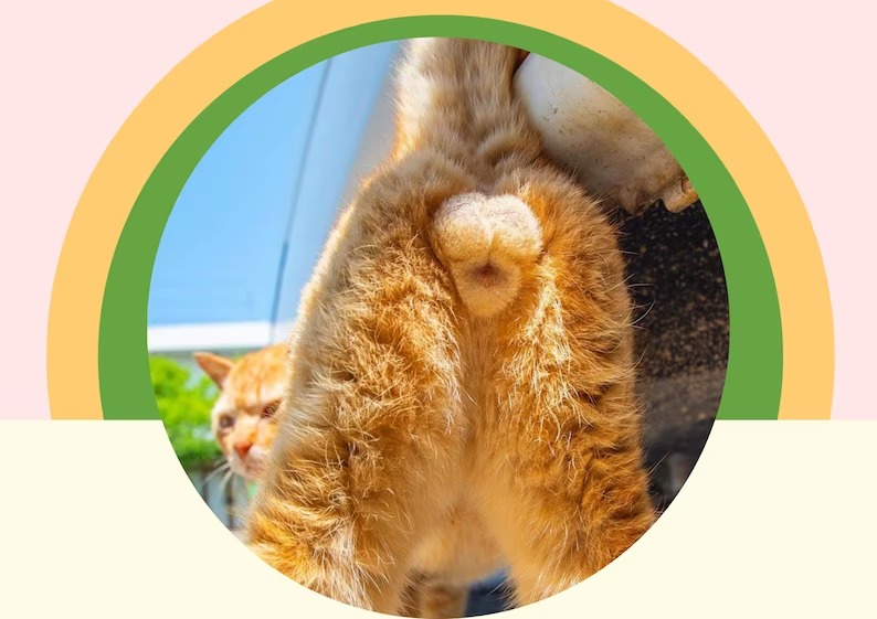 🤣2023 Funny Gift Cats Buttholes Calendar🐱Funny cat - Cat butt