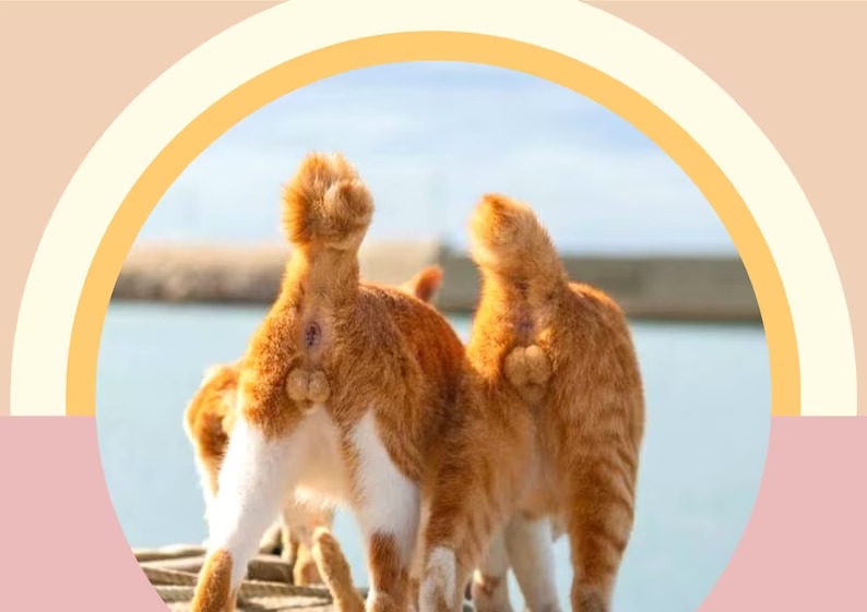 🤣2023 Funny Gift Cats Buttholes Calendar🐱Funny cat - Cat butt