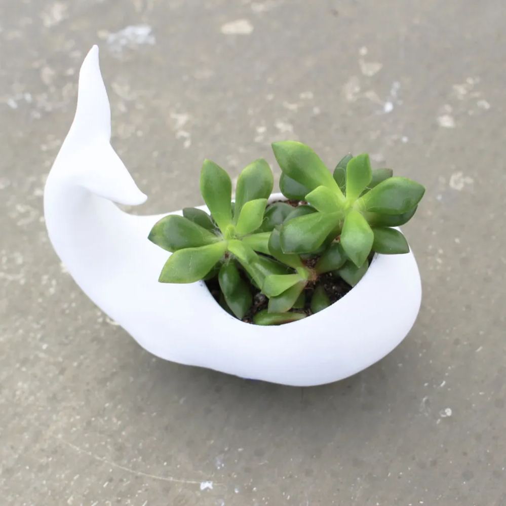 Animal planets for Office decor,gifts