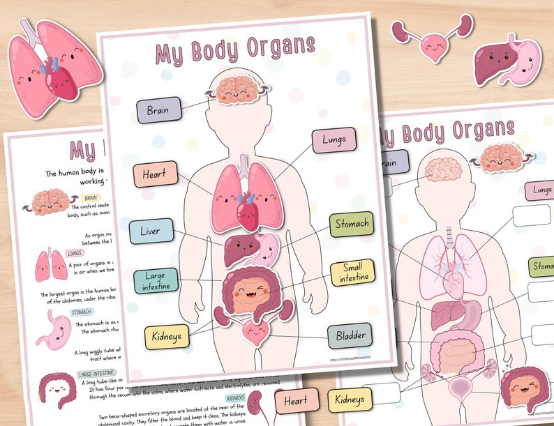 Human Anatomy Busy Book