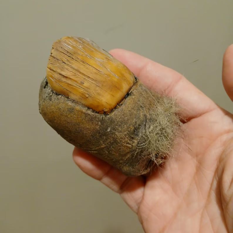 🦶✨ BIGFOOT TOE - The Ultimate Conversation Starter! ✨🦶