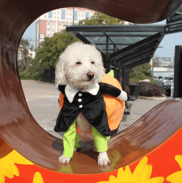 🎃Disfraz de Halloween de calabaza para perros y gatos🎃