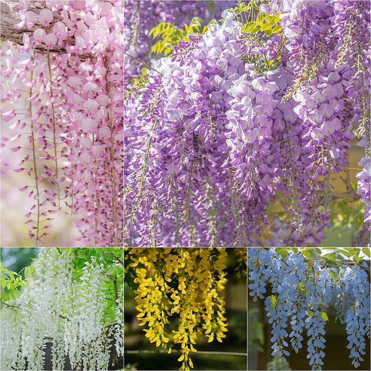 🌸WISTERIA - PIĘKNO KASKADOWE OGRODU PRZEZ CAŁY ROK