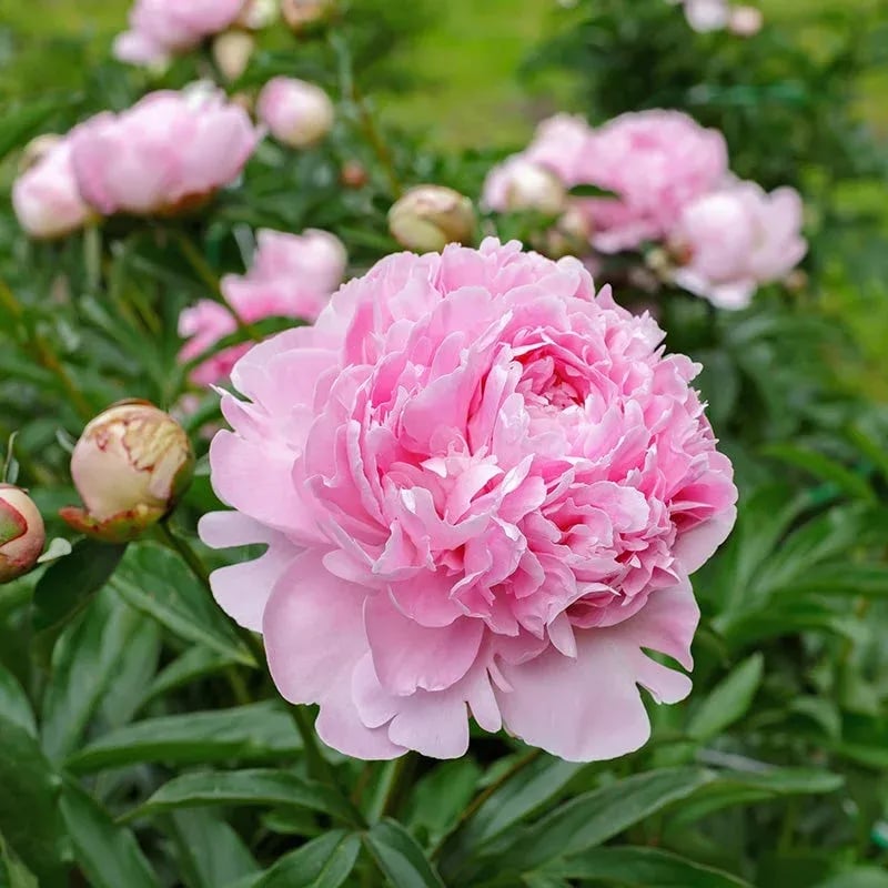 🌺KRÓLOWA KWIATÓW – PODWÓJNE PŁATKI PIANI