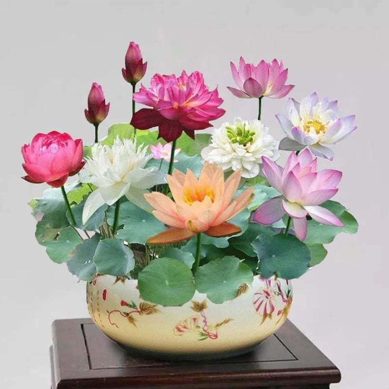 💐Święta miska Bonsai Kwiat Lotosu
