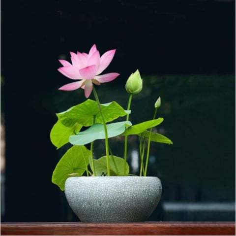 💐Święta miska Bonsai Kwiat Lotosu